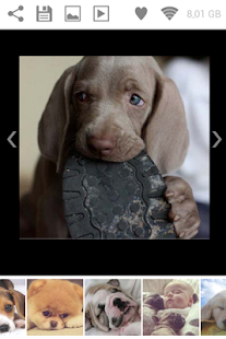 Lastest Puppies Pictures Wallpaper App APK