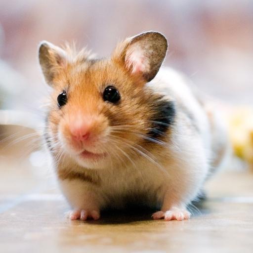 【免費個人化App】Cute Hamster Live Wallpaper-APP點子