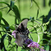 Pipevine Swallowtail (female)