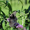 Pipevine Swallowtail (female)