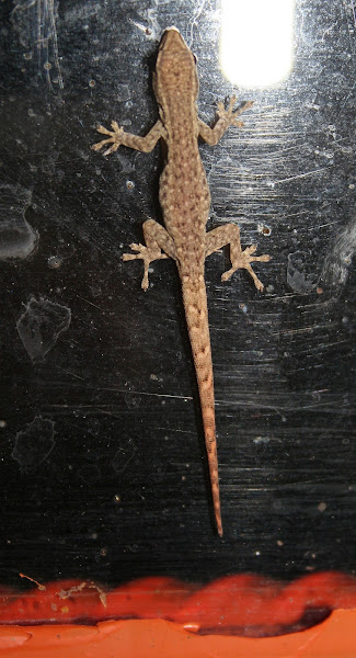 cape-dwarf-gecko-project-noah