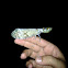 peanut bug, peanut-headed lanternfly, alligator bug, machaca