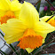 Orange Heart Daffodil
