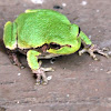 Gray Treefrog