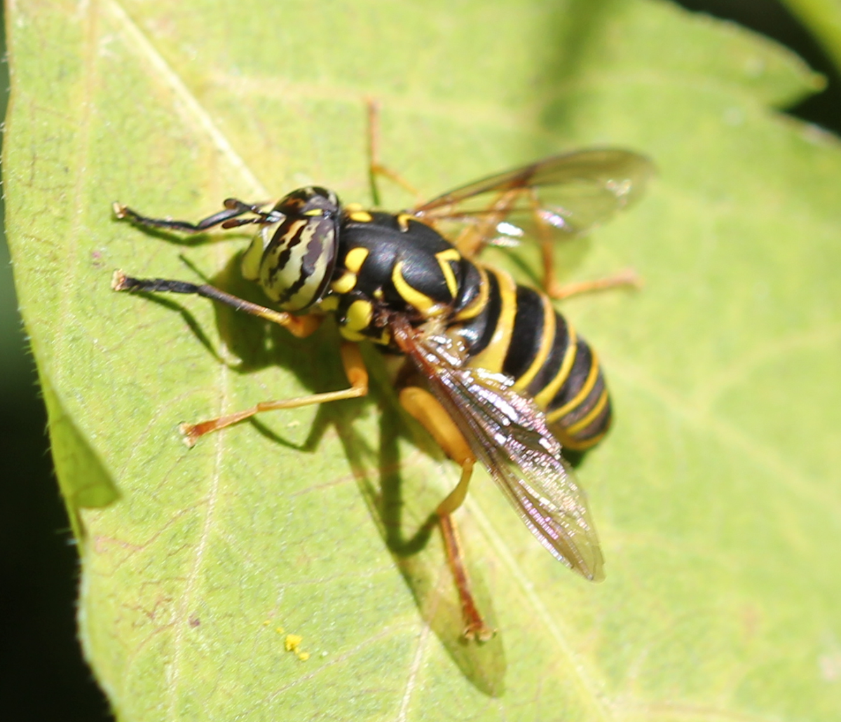 syrphid fly large tiger striped