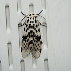 Leopard Moth