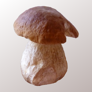 Myco - Mushroom Guide - Android Apps on Google Play