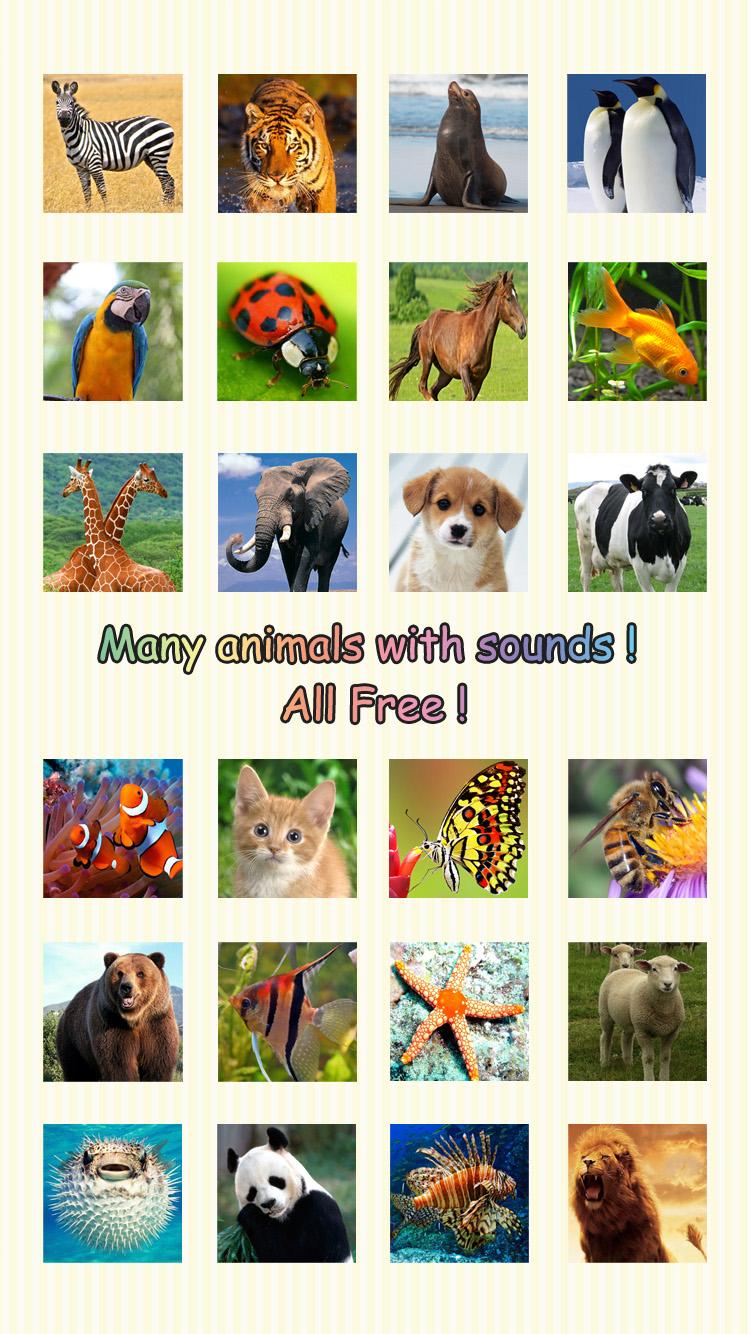 Baby Learning Card -Animal Pro Screen 2