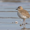 Mountain Plover