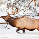 Elk (Wapiti)