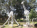 Giraffes of Jambu Bol