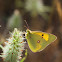 Clouded Yellow