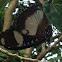 Danaid Butterfly Male
