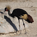 Grulla coronada