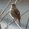Daurian Redstart, female
