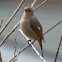 Daurian Redstart, female