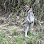 Whiptail Wallaby