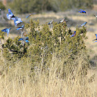 Mountain bluebirds and Western bluebirds