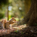 squirrel by Libor Klímek -  