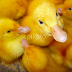 Curiosity :) by Teglas Marin - Animals Birds