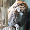 Eastern Screech Owl