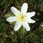 Seven petals Wood anemone / Šumarice 7latica