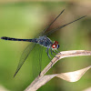 Seaside Dragonlet Dragonfly (mature male)