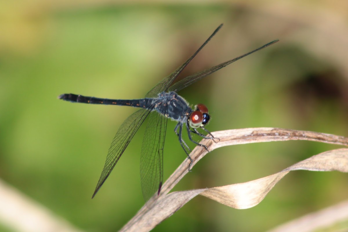 Seaside Dragonlet Dragonfly (mature male)