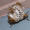 Common paper wasp