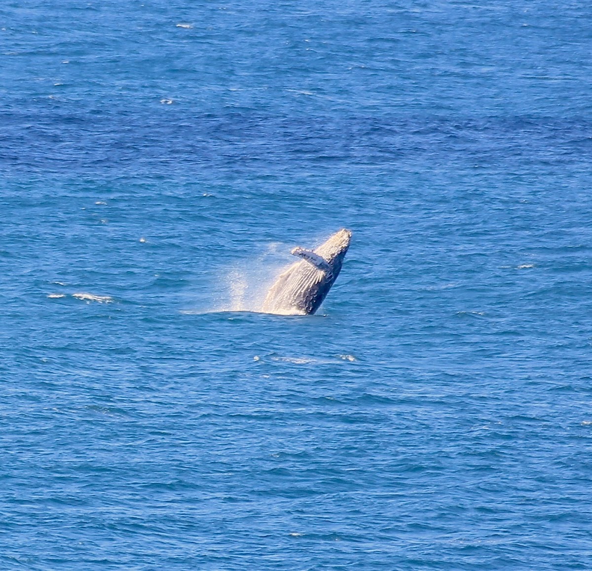 Humpback Whale