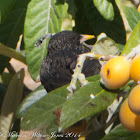 Starling; Estornino Pinto