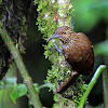 strong billed woodcreeper