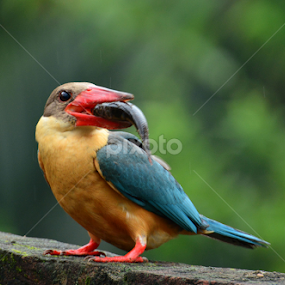 Thank you mate.. this is a nice catch! by Suchetana Sen - Animals Birds