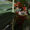 Orquídea epifita