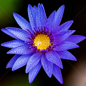 by Mark Anthony Bansag - Flowers Single Flower