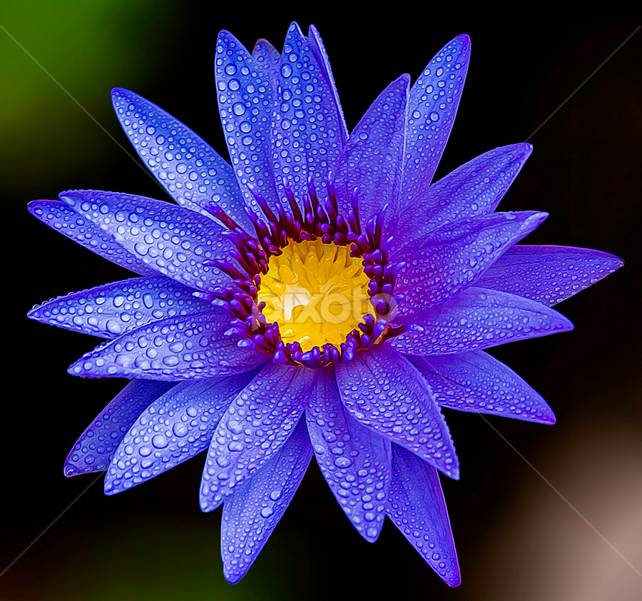 by Mark Anthony Bansag - Flowers Single Flower