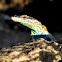 Lebombo Flat Lizard