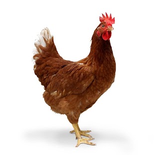 Animal Soundboard Screenshots 9