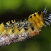 Spotted tussock moth caterpillar
