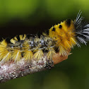 Spotted tussock moth caterpillar