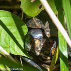 Eastern box turtle (male)