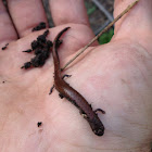 California Slender Salamander