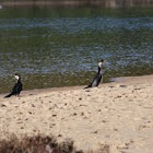 Little Pied Cormorants
