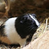 Guinea Pig (Mirabelle)