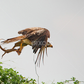 The Kill by Sharad Agrawal - Animals Birds