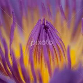 by Yenni Dhamayanti - Flowers Single Flower