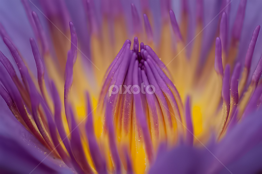 by Yenni Dhamayanti - Flowers Single Flower