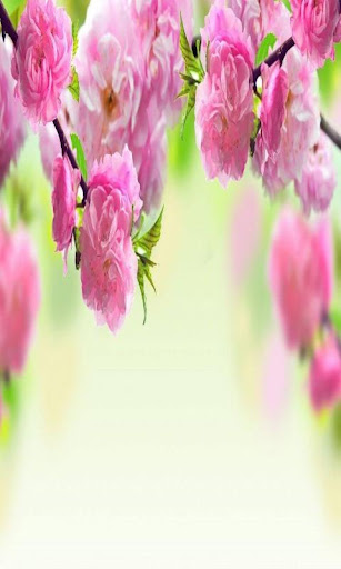 免費下載個人化APP|Spring Flowers Wallpaper+Frame app開箱文|APP開箱王
