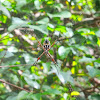 Silver argiope