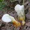 Lingzhi mushroom